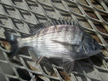 下関フィッシングパーク 釣果