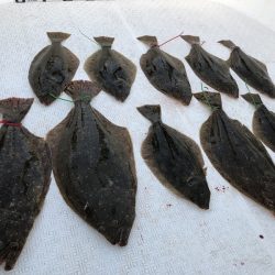 Magic（マジック） 釣果