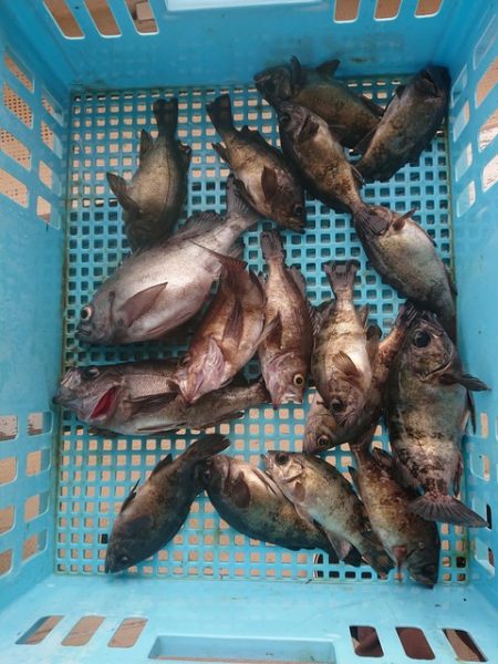 たかみ丸 釣果
