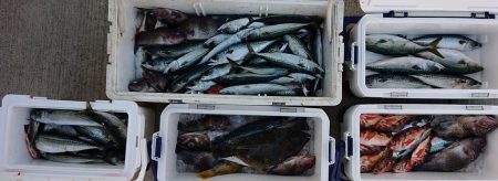 気仙沼　つり丸 釣果