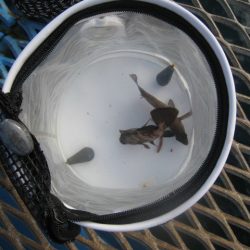 オリジナルメーカー海づり公園(市原市海づり施設) 釣果