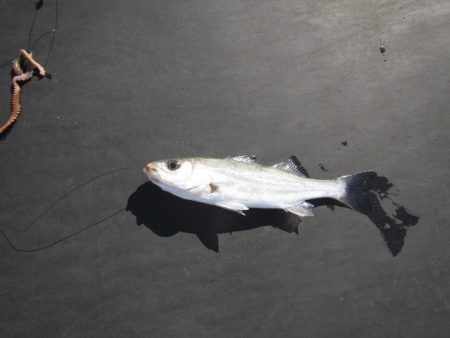 オリジナルメーカー海づり公園(市原市海づり施設) 釣果