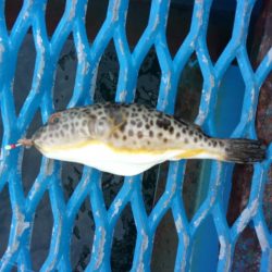 オリジナルメーカー海づり公園(市原市海づり施設) 釣果