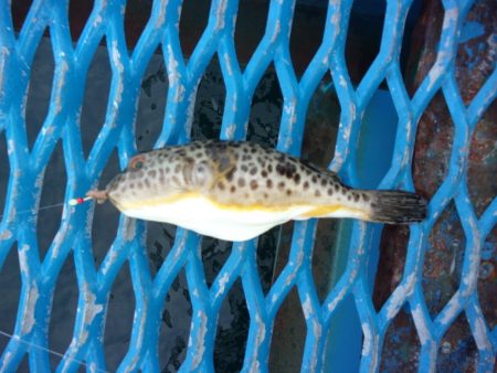 オリジナルメーカー海づり公園(市原市海づり施設) 釣果