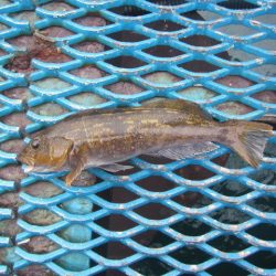 オリジナルメーカー海づり公園(市原市海づり施設) 釣果