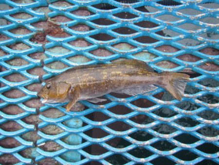 オリジナルメーカー海づり公園(市原市海づり施設) 釣果