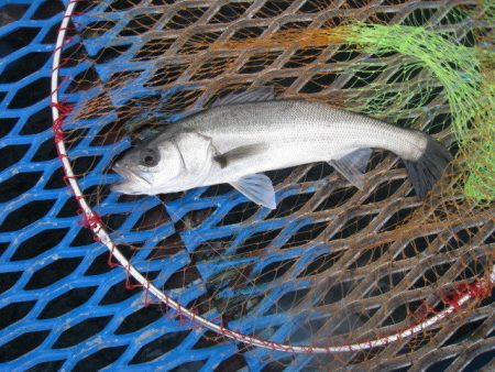 オリジナルメーカー海づり公園(市原市海づり…