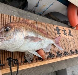 幸吉丸 釣果