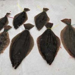 Magic（マジック） 釣果