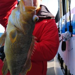 遊漁船 新鋭丸 釣果