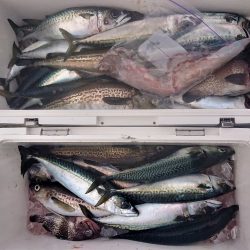 気仙沼　つり丸 釣果