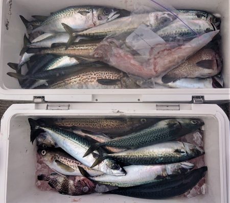 気仙沼　つり丸 釣果