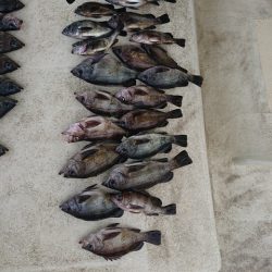 たかみ丸 釣果