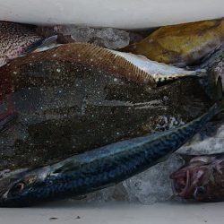 気仙沼　つり丸 釣果