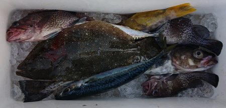 気仙沼　つり丸 釣果