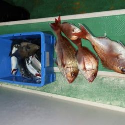 第二むつ漁丸 釣果