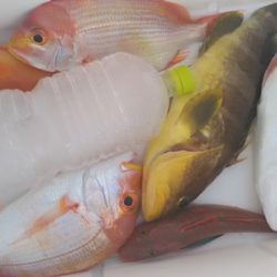 遊漁船 新鋭丸 釣果