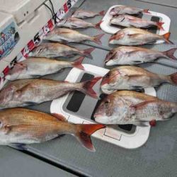 遊漁船 セトマリン 釣果