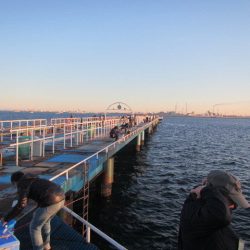 オリジナルメーカー海づり公園(市原市海づり施設) 釣果