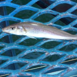 オリジナルメーカー海づり公園(市原市海づり施設) 釣果