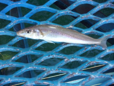 オリジナルメーカー海づり公園(市原市海づり施設) 釣果