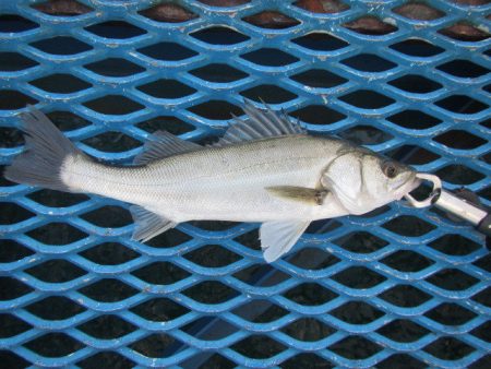 オリジナルメーカー海づり公園(市原市海づり…