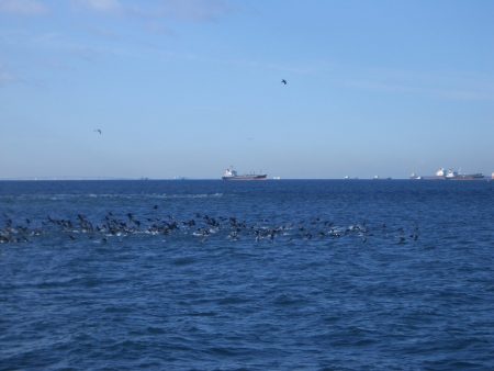 オリジナルメーカー海づり公園(市原市海づり施設) 釣果