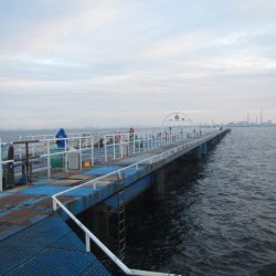 オリジナルメーカー海づり公園(市原市海づり施設) 釣果