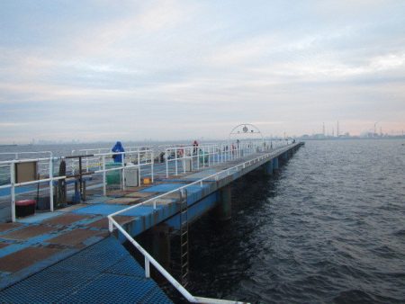 オリジナルメーカー海づり公園(市原市海づり施設) 釣果