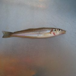 オリジナルメーカー海づり公園(市原市海づり施設) 釣果