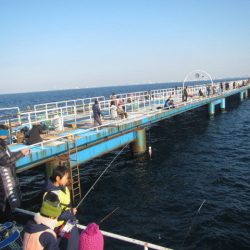 オリジナルメーカー海づり公園(市原市海づり施設) 釣果