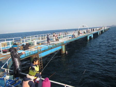 オリジナルメーカー海づり公園(市原市海づり施設) 釣果