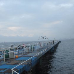 オリジナルメーカー海づり公園(市原市海づり施設) 釣果