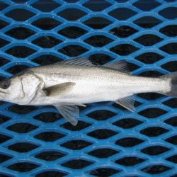 オリジナルメーカー海づり公園(市原市海づり施設) 釣果