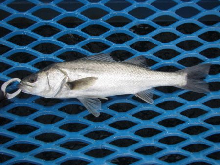 オリジナルメーカー海づり公園(市原市海づり…