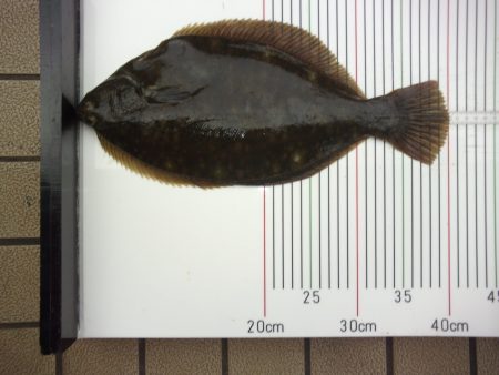 オリジナルメーカー海づり公園(市原市海づり…