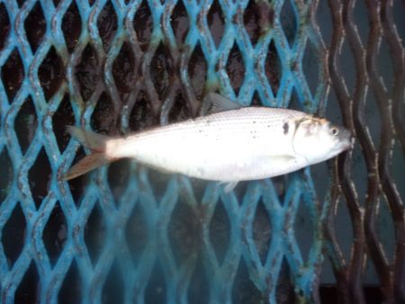 オリジナルメーカー海づり公園(市原市海づり…