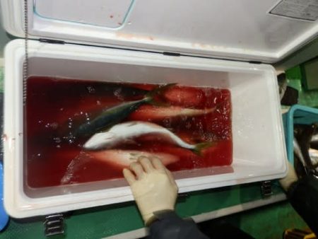 第二むつ漁丸 釣果