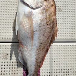 遊漁船 ニライカナイ 釣果