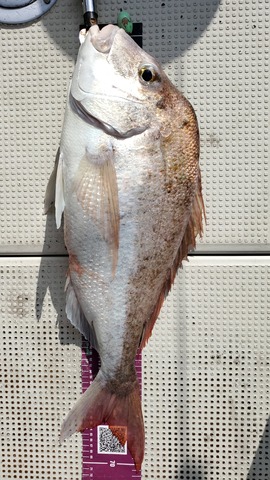 遊漁船 ニライカナイ 釣果