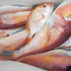 こうゆう丸 釣果