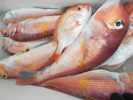 こうゆう丸 釣果