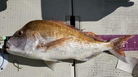 遊漁船　ニライカナイ 釣果