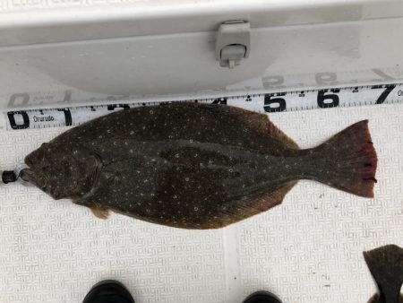 Magic（マジック） 釣果