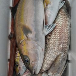 遊漁船 新鋭丸 釣果