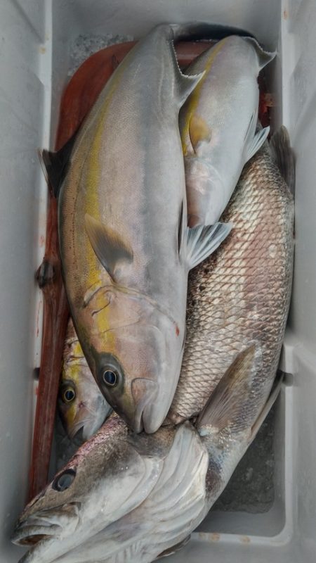 遊漁船 新鋭丸 釣果