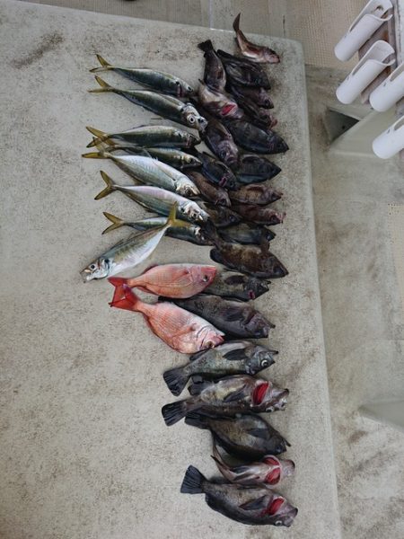 たかみ丸 釣果