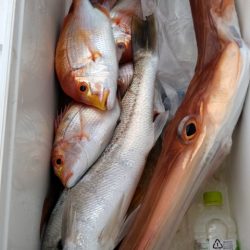 遊漁船 新鋭丸 釣果