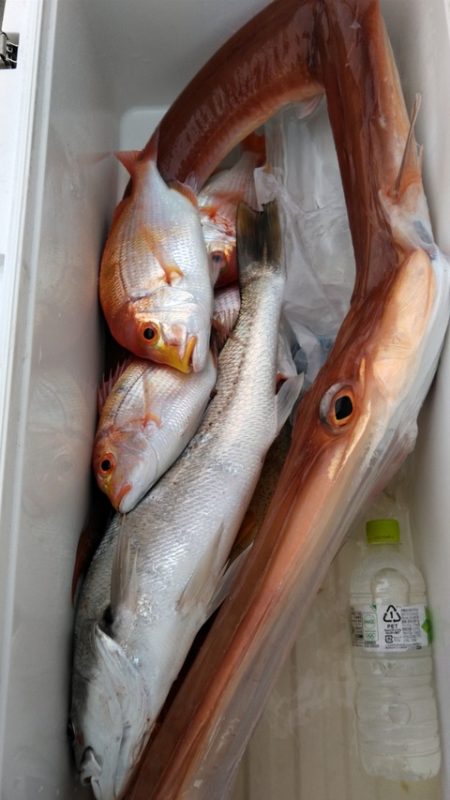 遊漁船 新鋭丸 釣果