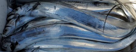 遊漁船 ニライカナイ 釣果